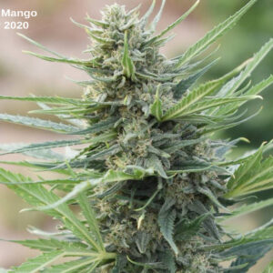http://goldstandardseeds.com/wp-content/uploads/2023/01/Mountain-Mango-Close-up-2-100x100-1-300x300.jpg