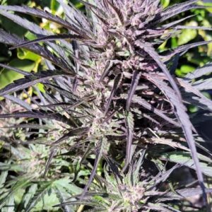 http://goldstandardseeds.com/wp-content/uploads/2025/02/moroccanna-autoflower-1-300x300.jpg