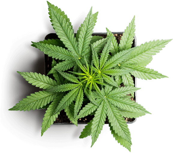 https://goldstandardseeds.com/wp-content/uploads/2018/12/slider_marijuana_01.png