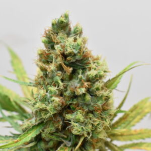 https://goldstandardseeds.com/wp-content/uploads/2023/01/CBD-Remedy-8-Weeks-scaled-1-300x300.jpg