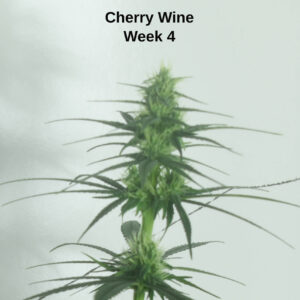 https://goldstandardseeds.com/wp-content/uploads/2023/01/Cherry-Wine-Close-up-1-300x300.jpg