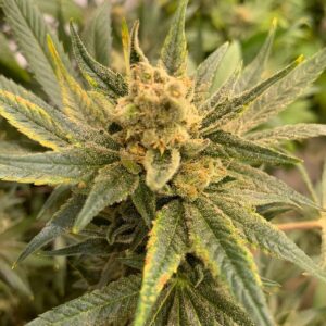 https://goldstandardseeds.com/wp-content/uploads/2023/01/Pivot-Auto-Flower-Bud-300x300.jpg