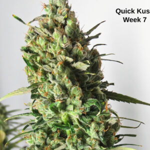 https://goldstandardseeds.com/wp-content/uploads/2023/01/Quick-Kush-Big-Bud-scaled-1-300x300.jpg
