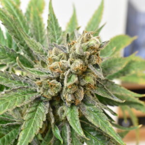 https://goldstandardseeds.com/wp-content/uploads/2023/01/Rewined-Flower-8-Weeks-scaled-1-300x300.jpg