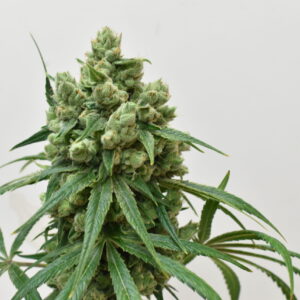 https://goldstandardseeds.com/wp-content/uploads/2023/01/The-Wife-Bud-scaled-1-300x300.jpg