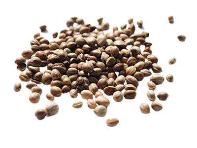 https://goldstandardseeds.com/wp-content/uploads/2023/01/croped-seeds.png