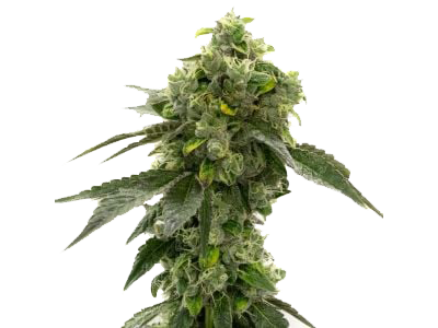 Auto Flower