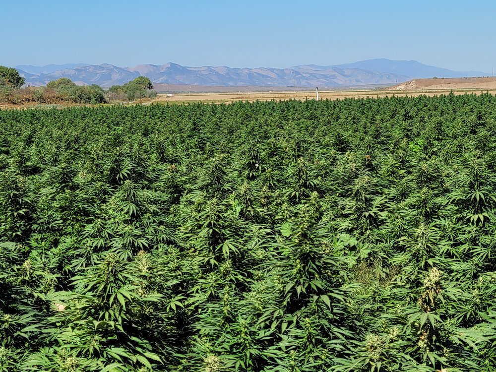 https://goldstandardseeds.com/wp-content/uploads/2025/02/panache-hamda-2-field.jpg